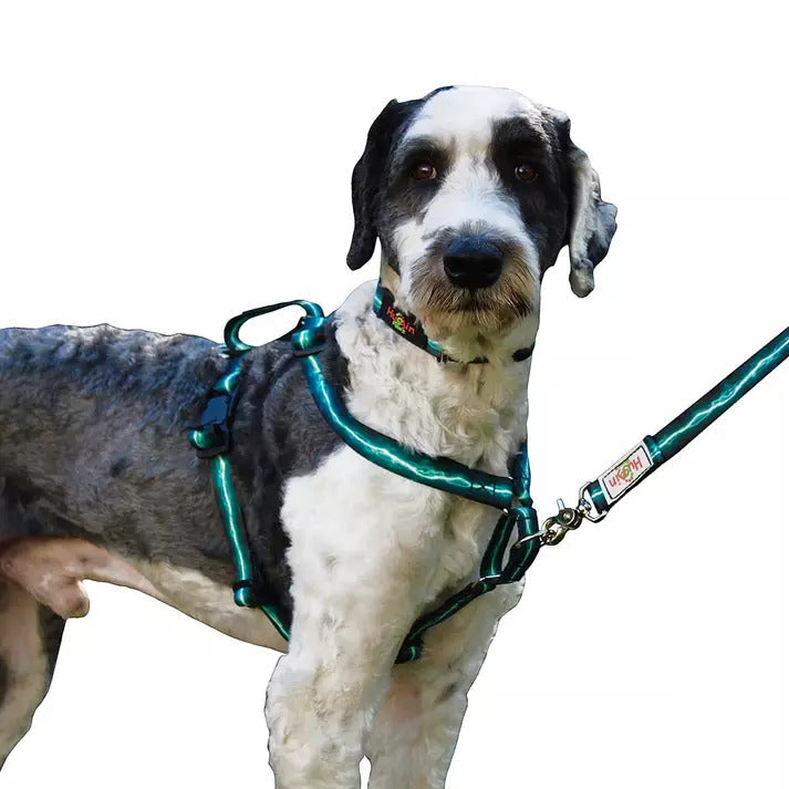 Collars, Leashes, Harnesses