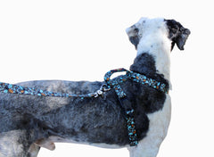 No pull, 3 in 1 Harnesses- Magnetic one handed buckle