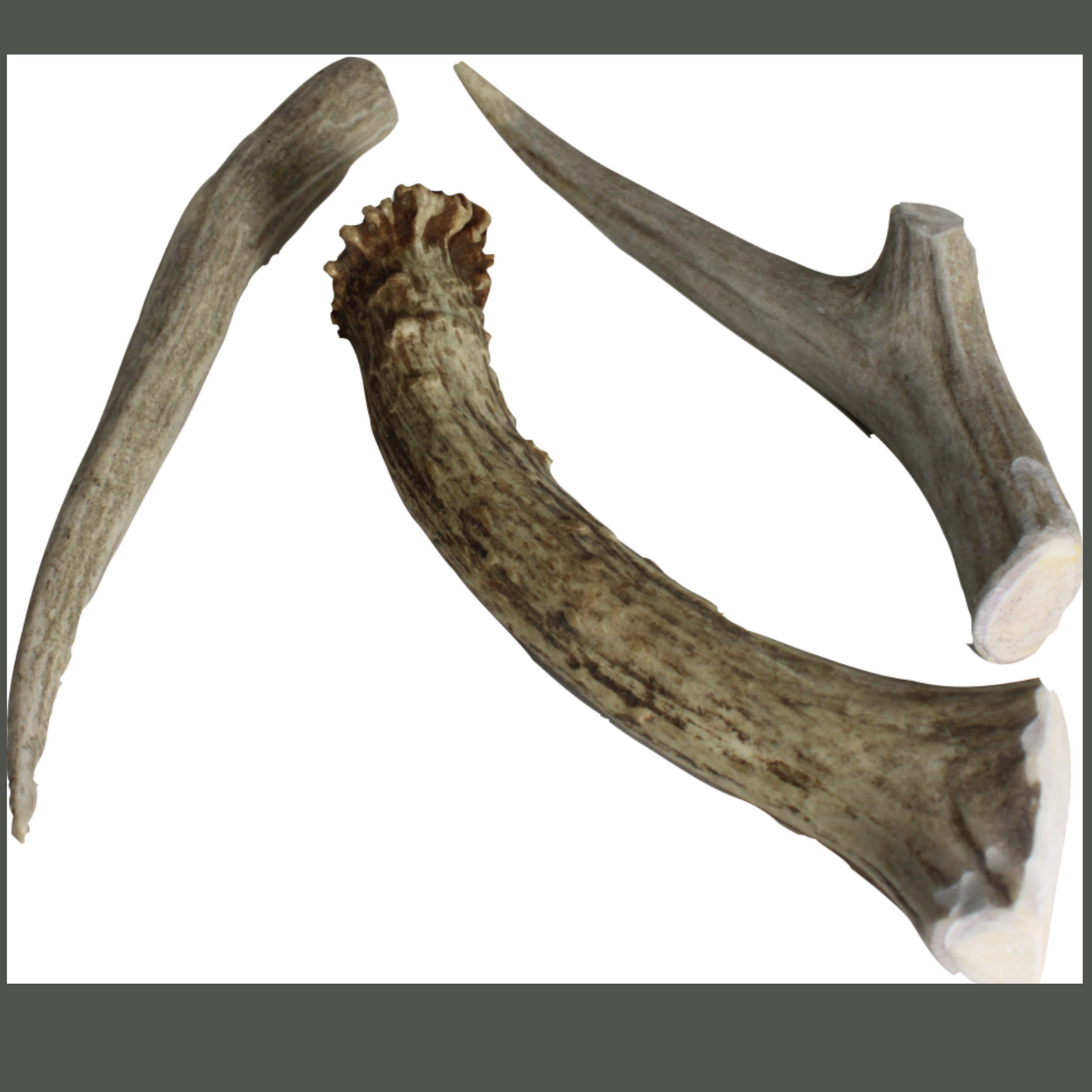 Elk Antlers- Premium Grade- USA