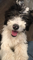 Huggin Pawz Gift Cards