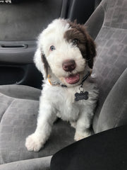 Huggin Pawz Gift Cards