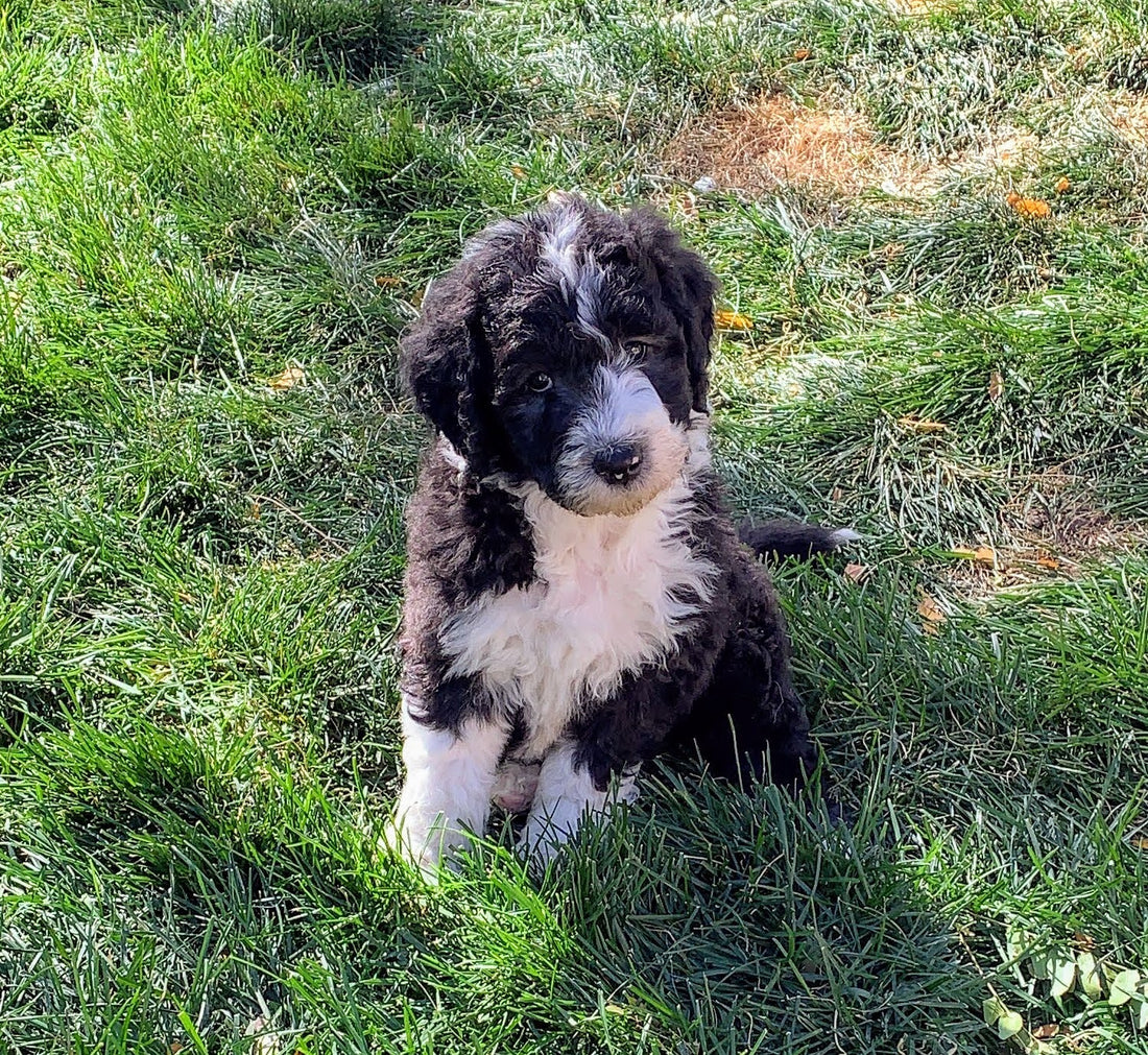 Our Huggin Pawz Sheepadoodle Family!