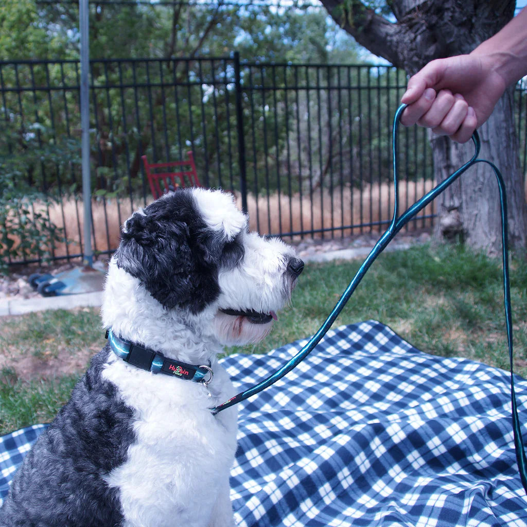 Collars and Leashes