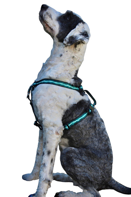 3 In 1 No-Pull Harness