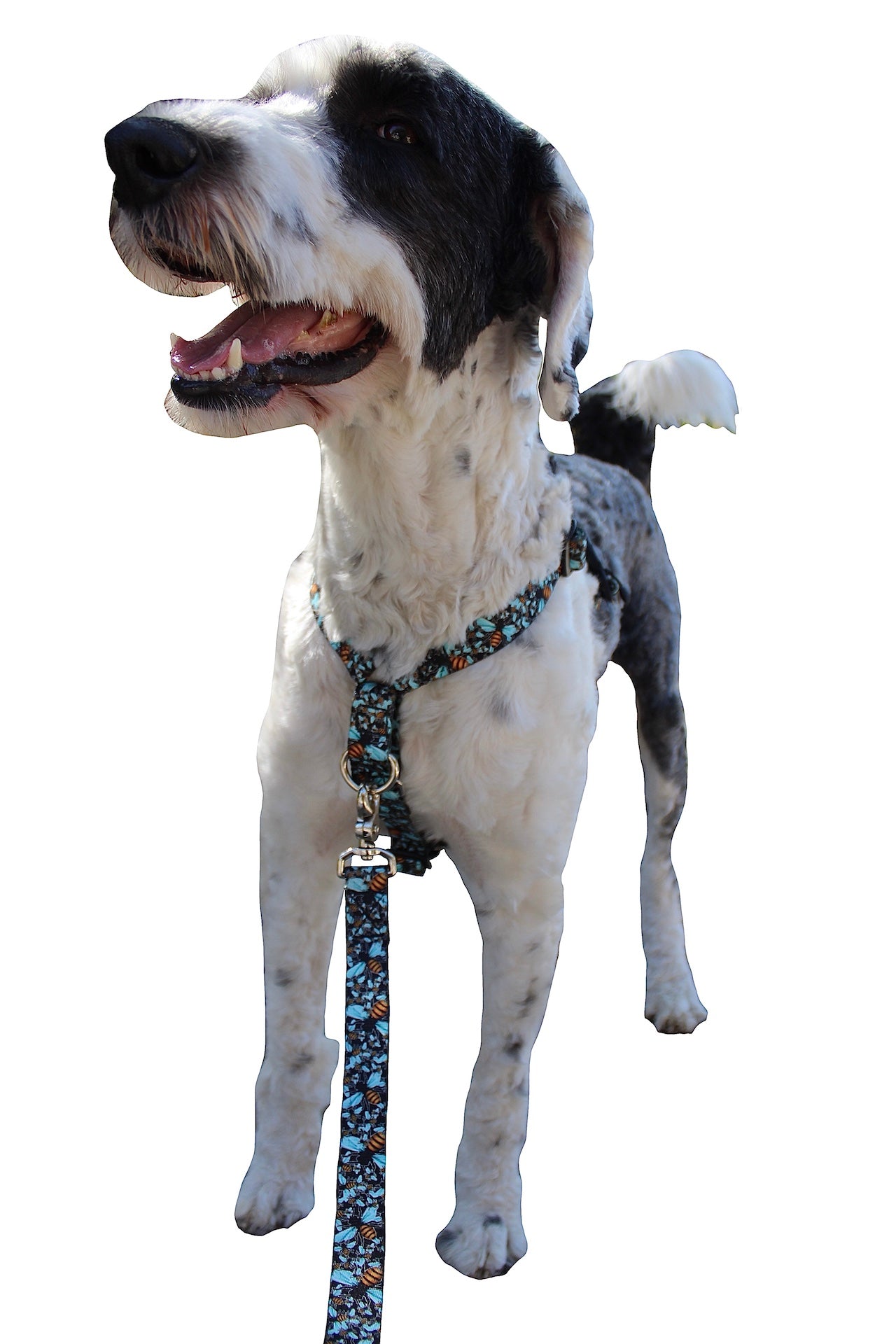 No pull, 3 in 1 Harnesses- Magnetic one handed buckle