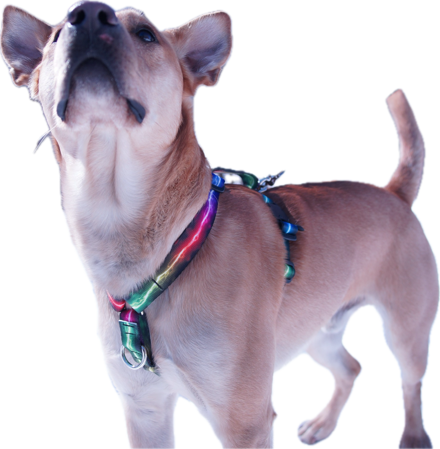 No pull, 3 in 1 Harnesses- Magnetic one handed buckle