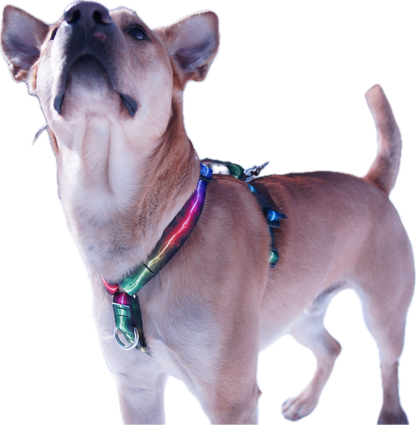 No pull, 3 in 1 Harnesses- MAGNETIC one handed buckle