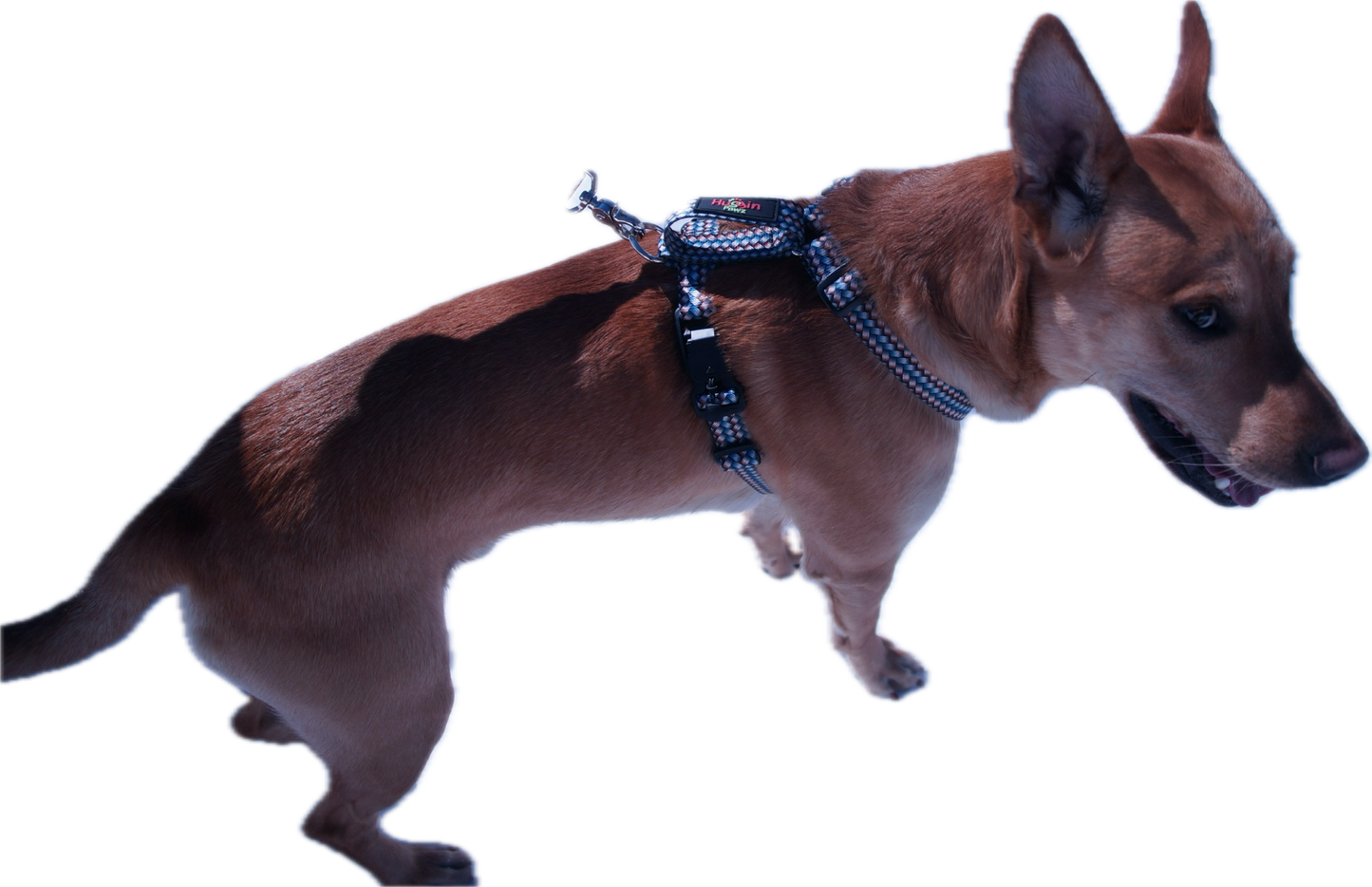 No pull, 3 in 1 Harnesses- Magnetic one handed buckle