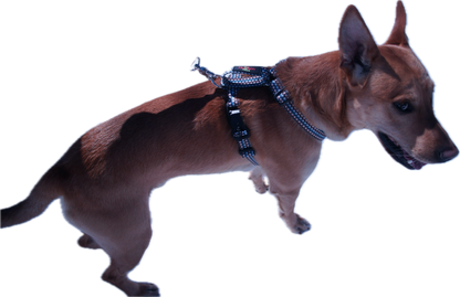 No pull, 3 in 1 Harnesses- MAGNETIC one handed buckle