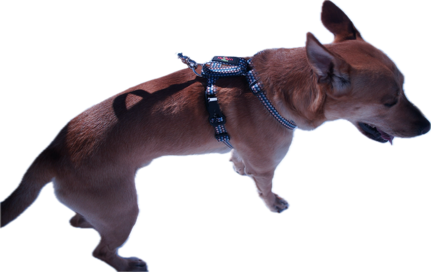 No pull, 3 in 1 Harnesses- Magnetic one handed buckle