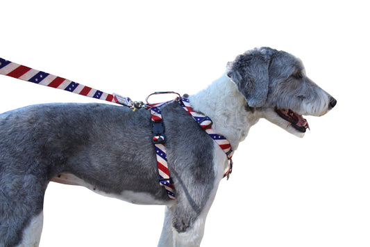 No pull, 3 in 1 Harnesses- MAGNETIC one handed buckle