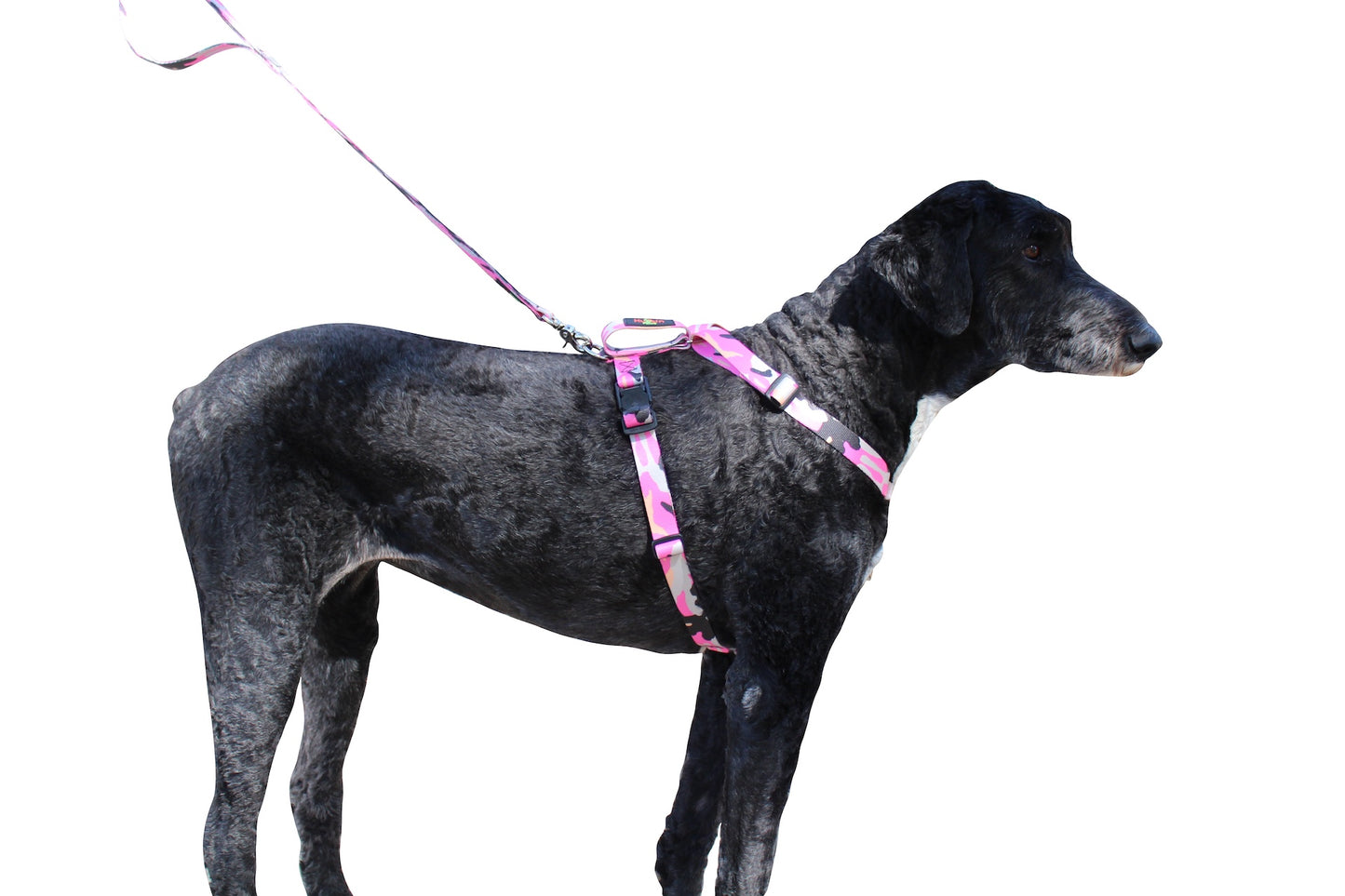 No pull, 3 in 1 Harnesses- Magnetic one handed buckle