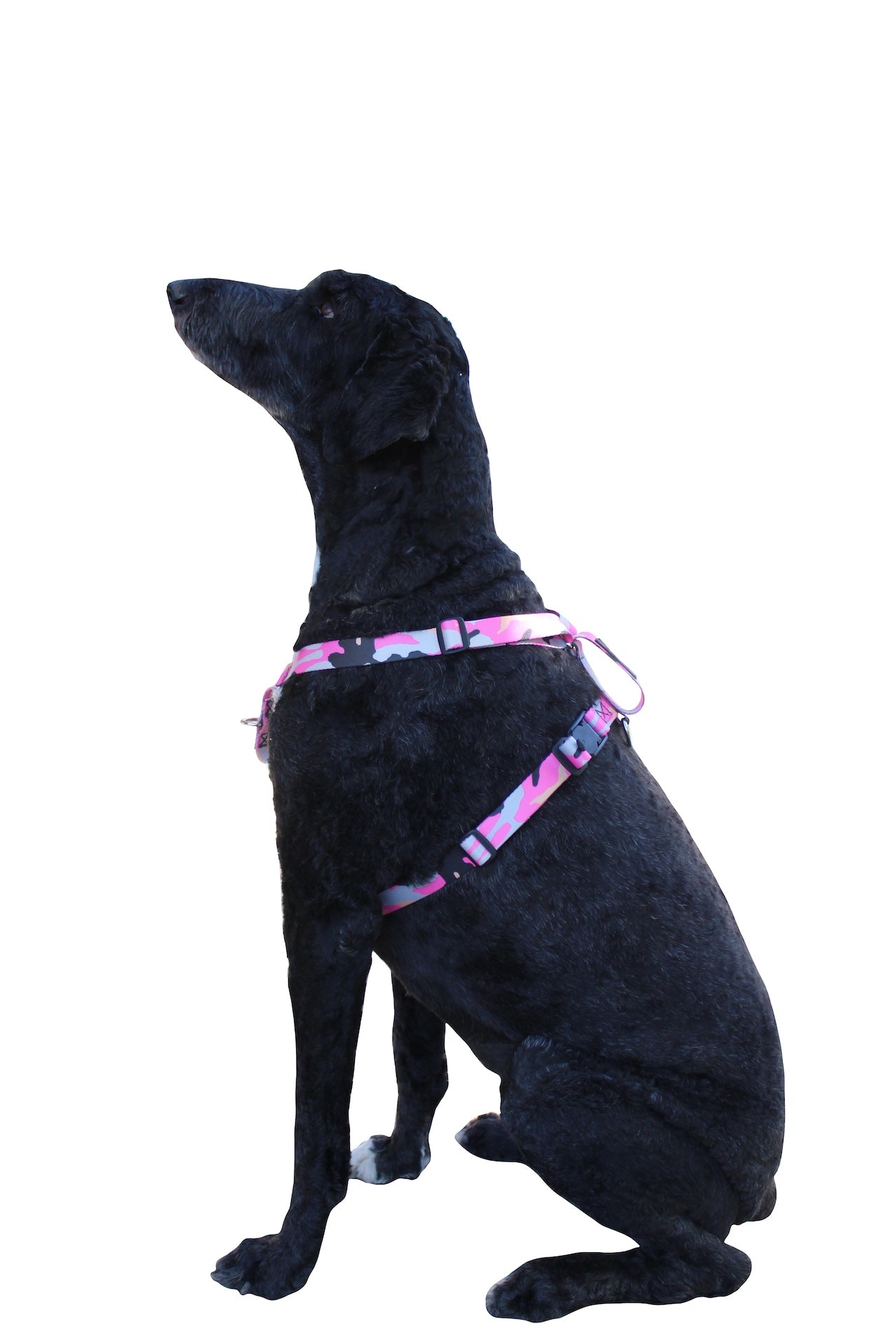 No pull, 3 in 1 Harnesses- Magnetic one handed buckle