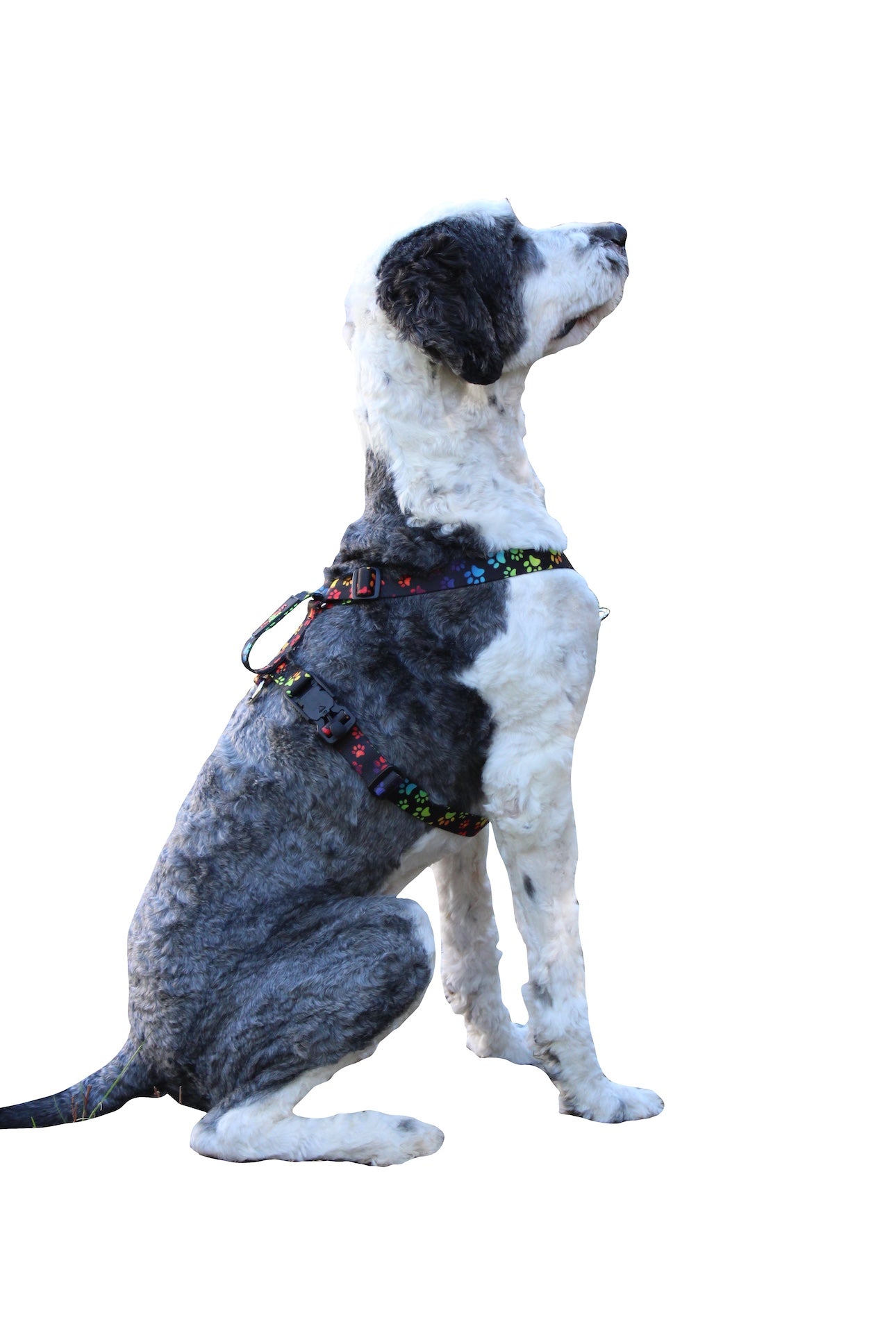 No pull, 3 in 1 Harnesses- Magnetic one handed buckle