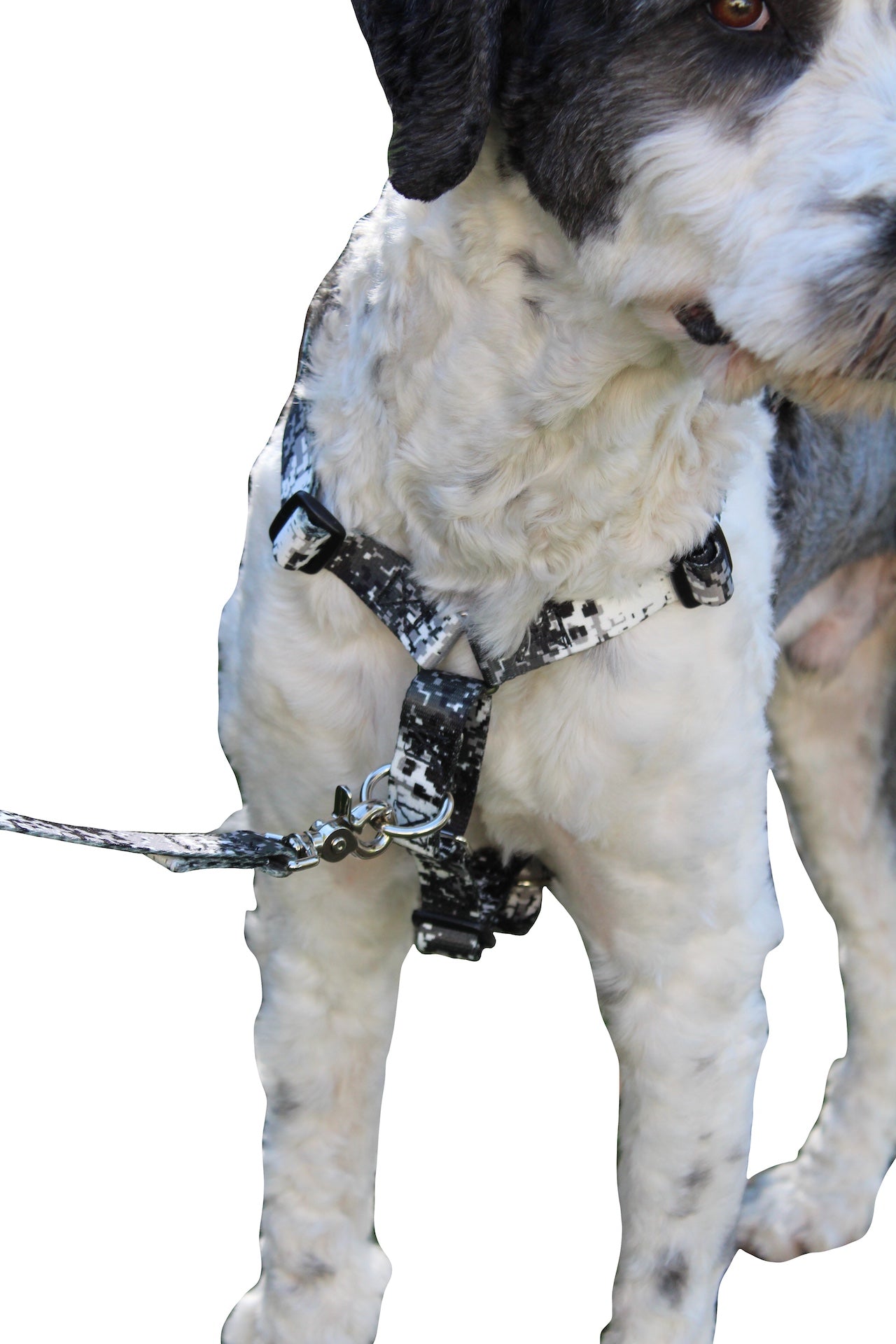No pull, 3 in 1 Harnesses- Magnetic one handed buckle